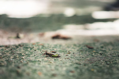 Close-up of insect on land