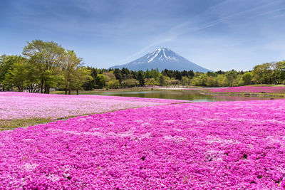 Scenic view of pink and purple flowers against sky