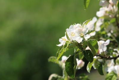 Close-up of insect on plant