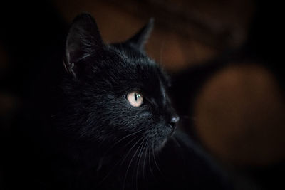 Close-up of black cat