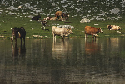 Cows grazing in the lake
