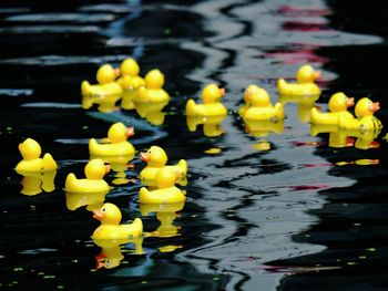 Yellow flowers floating on water in lake