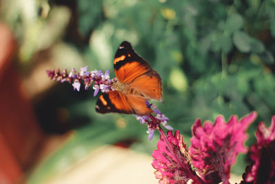 Close-up of butterfly pollinating on flower