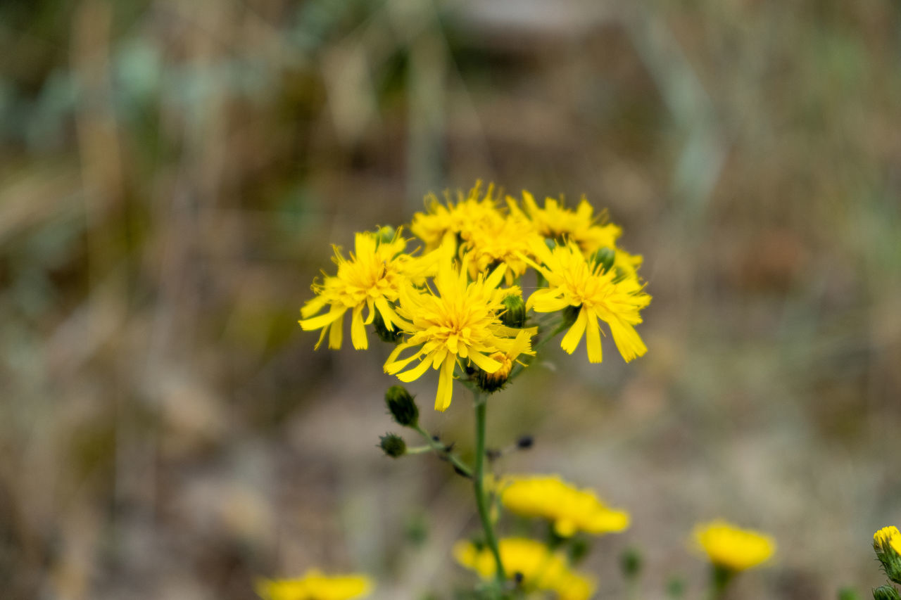 CLOSE-UP OF YELLOW FLOWER PLANT