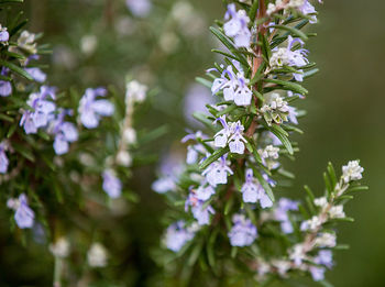 Close-up of purple flowers growing outdoors