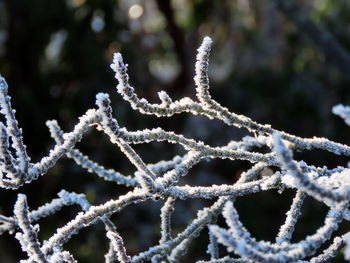 Close-up of frozen frost
