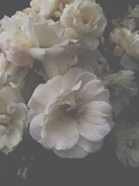 Close-up of white flowers blooming outdoors