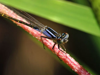 Close-up of damselfly on leaf