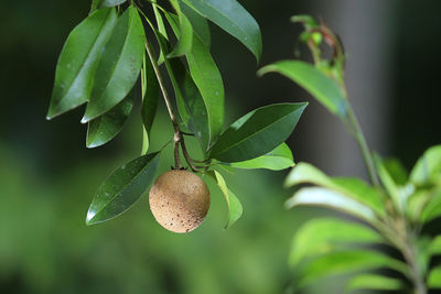 Close-up of fruits growing on plant