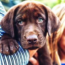Close-up portrait of dog