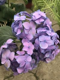 Close-up of purple hydrangea flowers