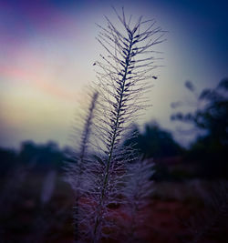 Close-up of stalks in field at sunset