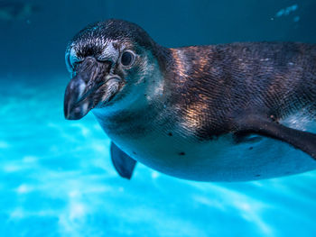 Close-up of penguin swimming in sea