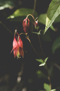 Close-up of red leaves