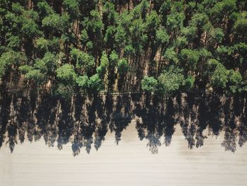 Aerial view of trees in forest during sunny day