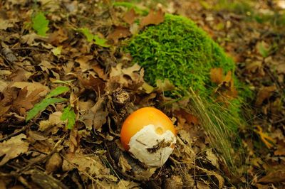 High angle view of mushroom growing on field