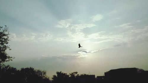 Low angle view of silhouette bird flying against sky