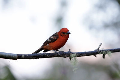 Close-up of bird perching on branch