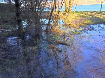 Reflection of trees in calm lake