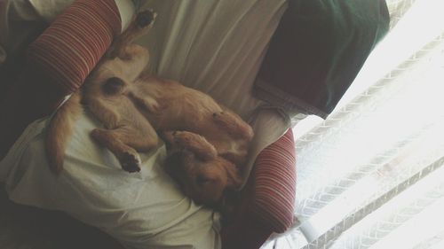 domestic animals