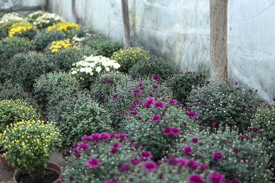 View of flowering plants in yard