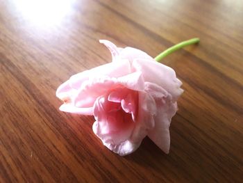 Close-up of pink rose