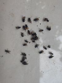 High angle view of ant on ground