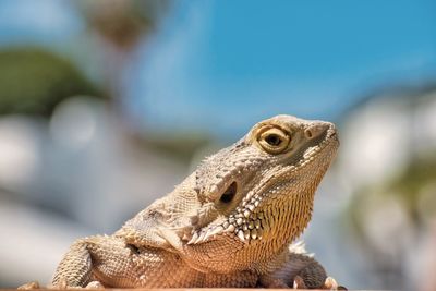 Close-up of a lizard