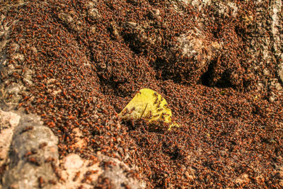 High angle view of lizard on rock