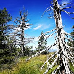 Low angle view of bare trees against blue sky