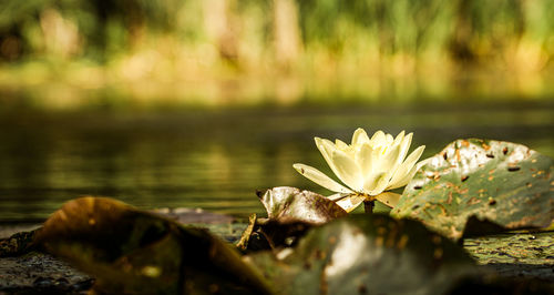 Close-up of water lily