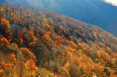 Trees in forest during autumn