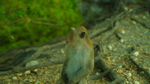 Close-up of squirrel on rock