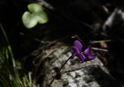 Close-up of purple crocus flower