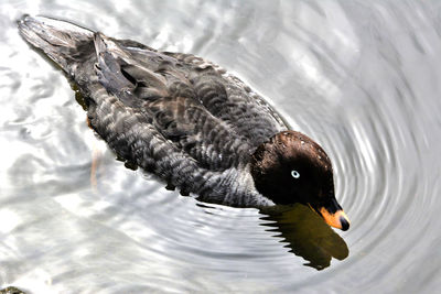 Close-up of duck swimming in lake