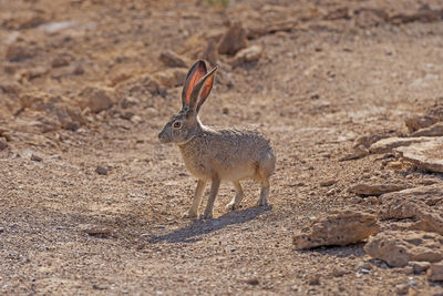 Black tailed jackrabbit in the desert of ash meadows national wildlife refuge in nevada