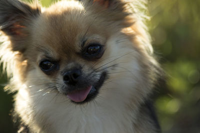 Close-up portrait of a dog