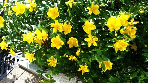 High angle view of yellow flowering plants