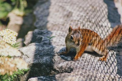 Close-up of lizard