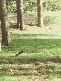 Birds in forest