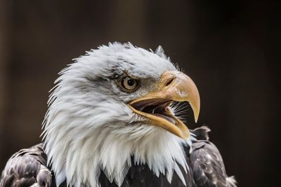 Close-up portrait of owl