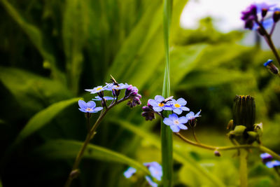 Close-up of honey bee on flower