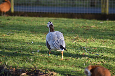 Rear view of two birds on land