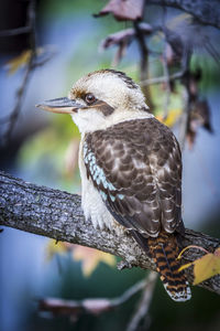 Close-up of kingfisher perching on tree