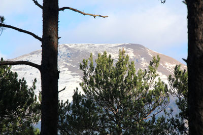 Trees on snow covered mountains against sky