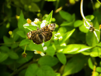 Close-up of insect on plant