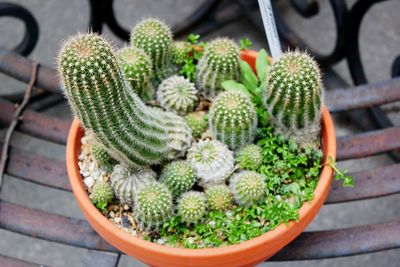 Close-up of cactus plant