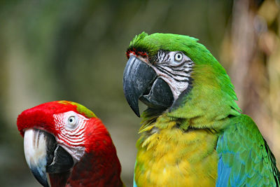 Close-up of macaws