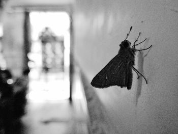 Close-up of insect on wall