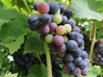 Close-up of grapes growing in vineyard